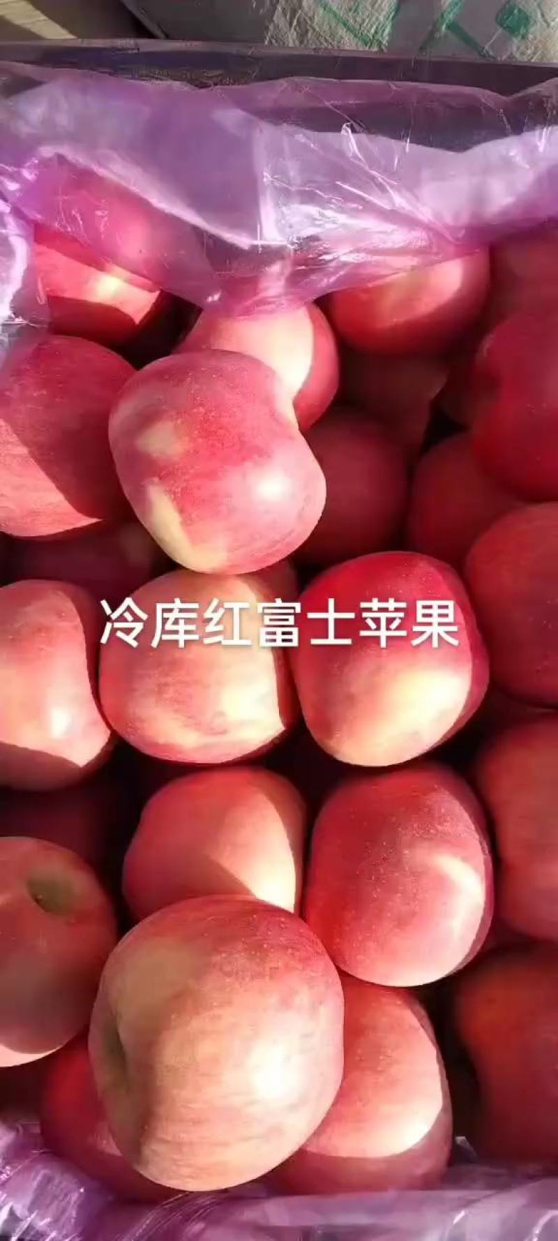 绥中富士苹果大量供应需要的老板联系我