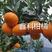 黄美人穗条，晚熟柑橘品种。有结果大树供参观。包邮。