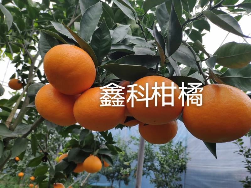 黄美人穗条，晚熟柑橘品种。有结果大树供参观。包邮。