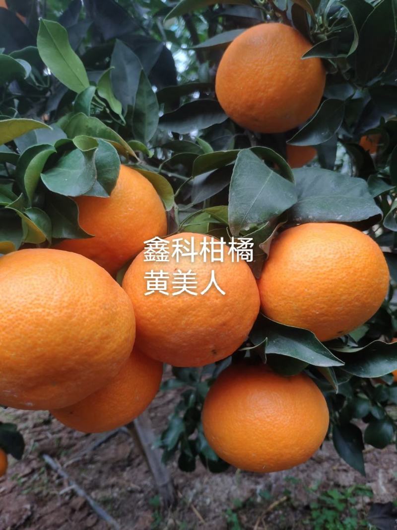 黄美人，柑橘枝条，全国包邮，签合同，欢迎基地实地考察