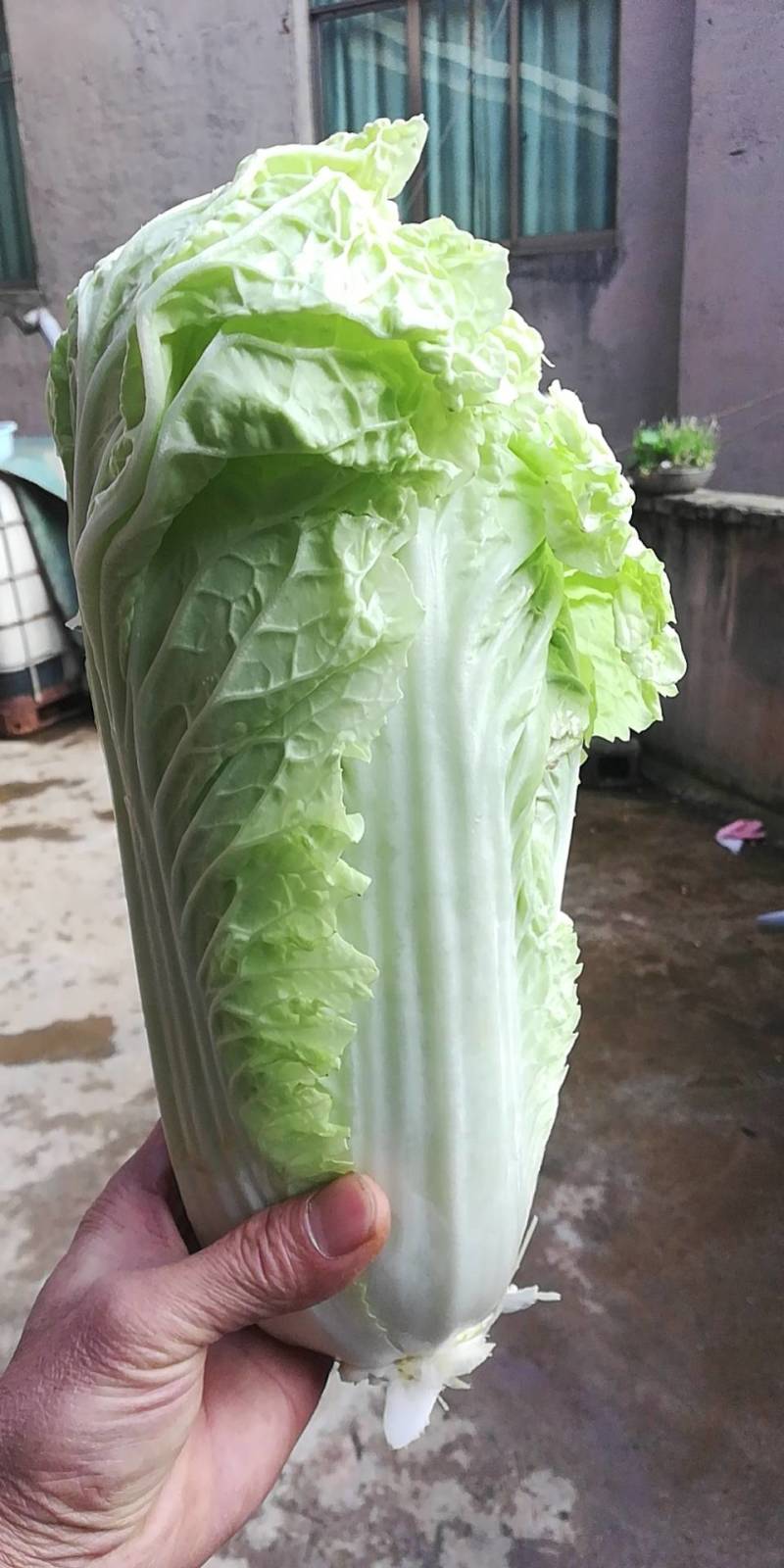 黄心白菜，大量上市中，欢迎全国各地老板订购。