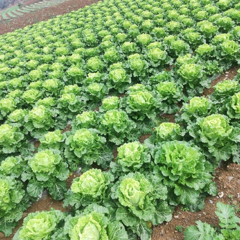 黄心白菜，大量上市中，欢迎全国各地老板订购。