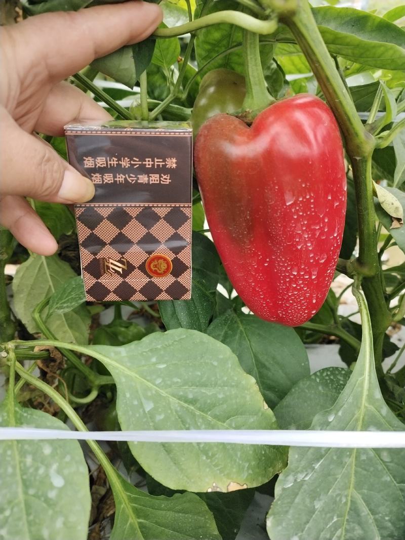 广西大红椒