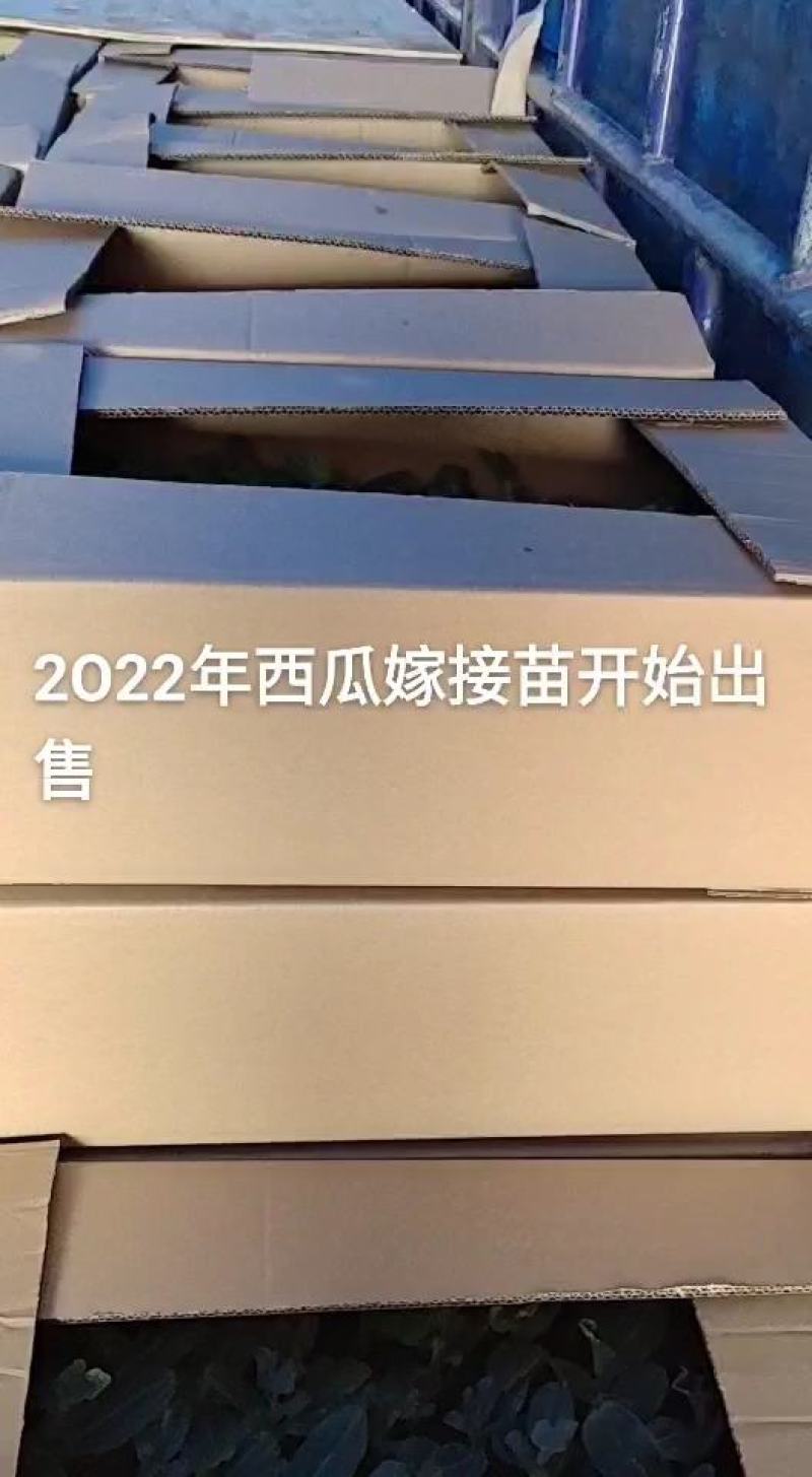 嫁接西瓜苗支持拿种子来代嫁接技术指导，一件代发大量供应