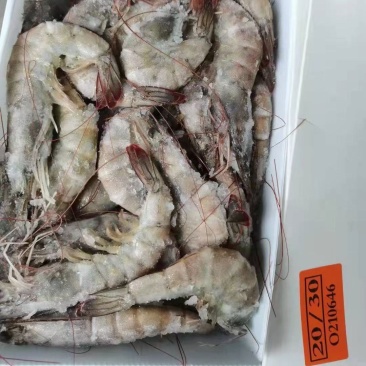 桑塔盐冻虾对虾10/20～70/80全规格现货批发