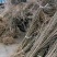 80公分至2米高的银杏小苗，基地常年直供，规格分拣多样化