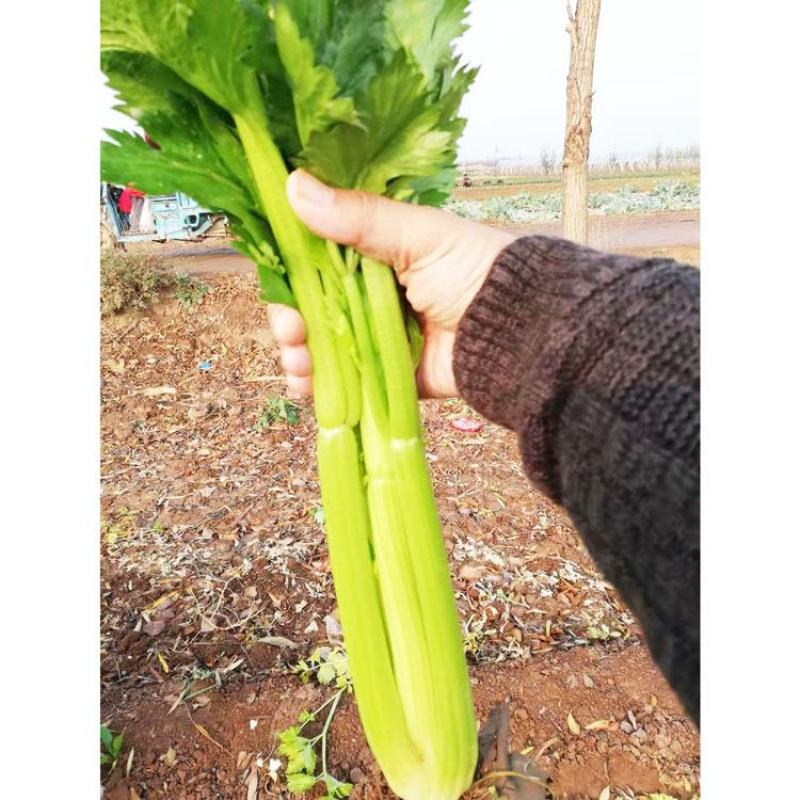 皇后西芹种子高产四季速生黄嫩芹菜种子实心西芹原装发货