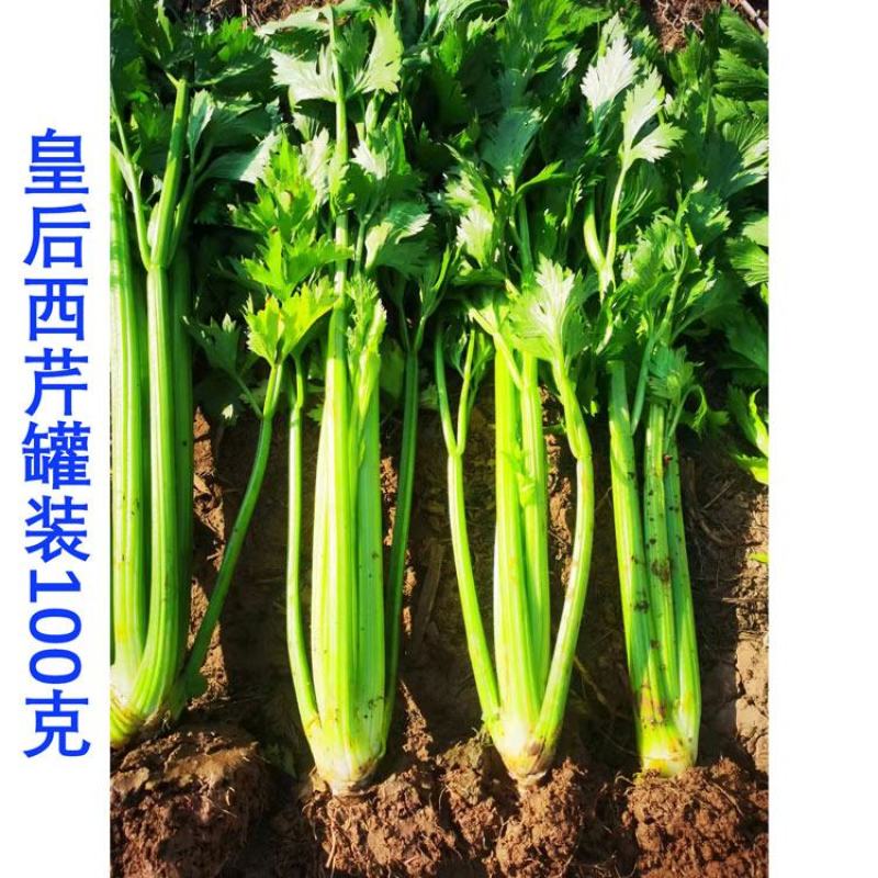 皇后西芹种子高产四季速生黄嫩芹菜种子实心西芹原装发货