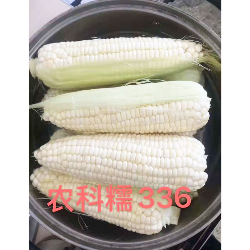 农科玉368白甜糯玉米种子大棒甜加糯农科糯336白玉米种