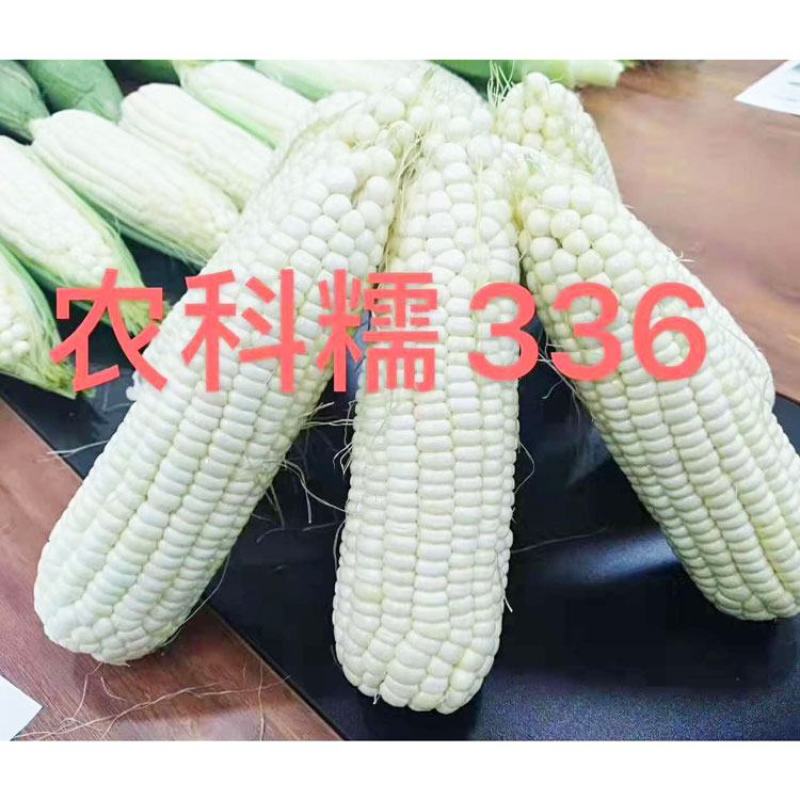农科玉368白甜糯玉米种子大棒甜加糯农科糯336白玉米种