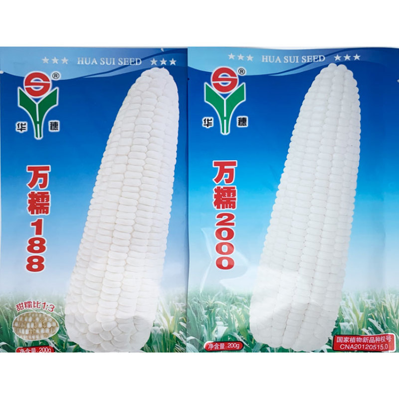 华穗万糯2000白甜糯玉米种子万糯188甜加糯白玉米种子