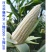华穗万糯2000白甜糯玉米种子万糯188甜加糯白玉米种子