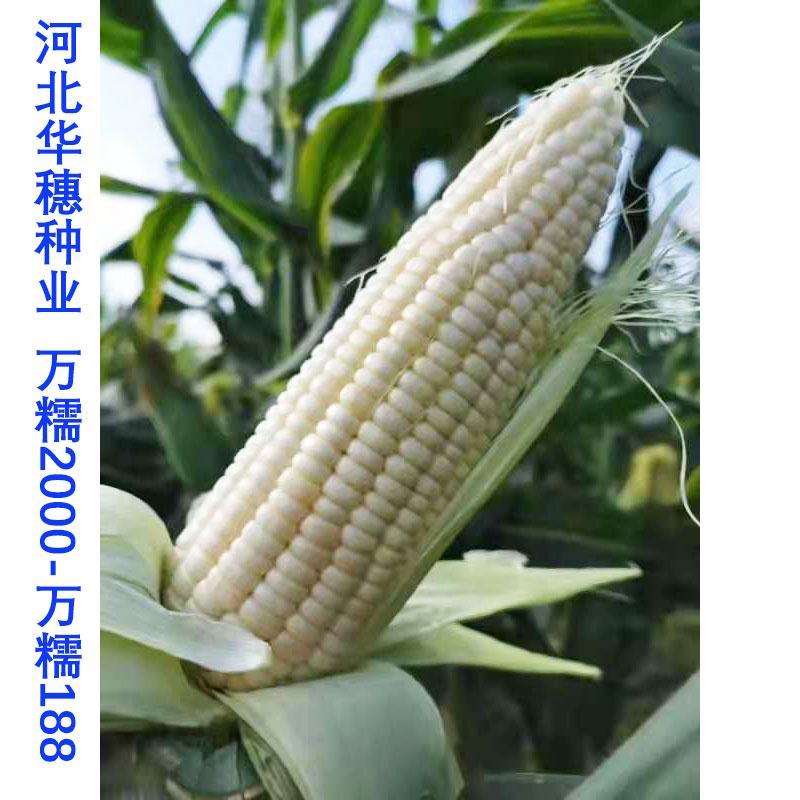 华穗万糯2000白甜糯玉米种子万糯188甜加糯白玉米种子