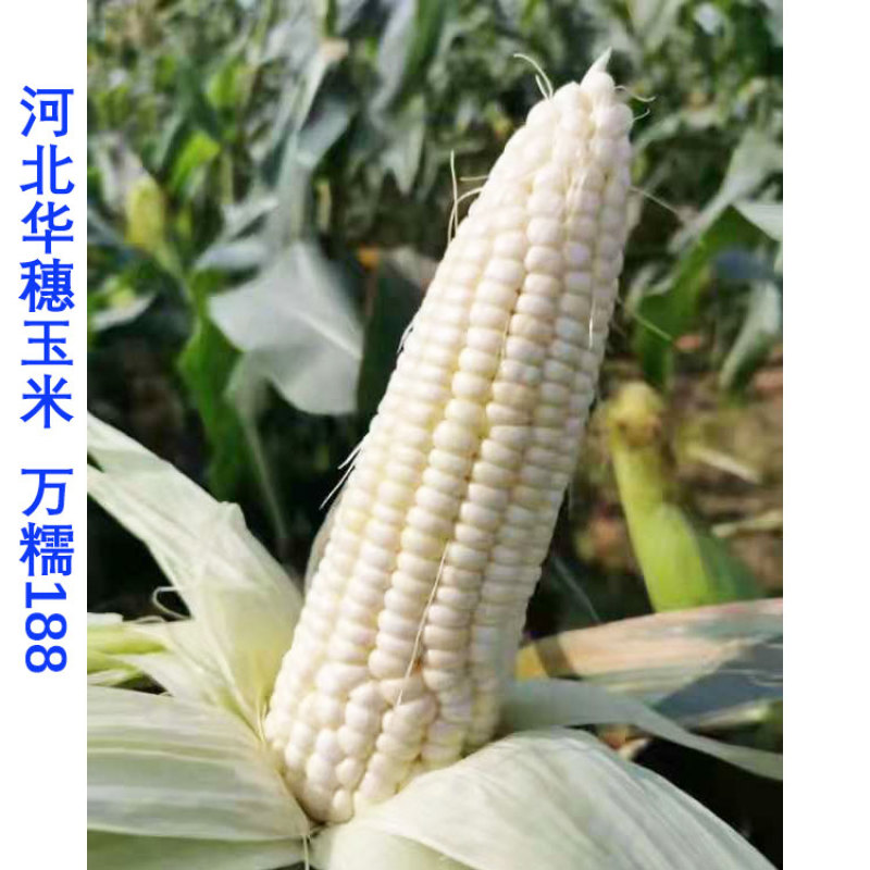 华穗万糯2000白甜糯玉米种子万糯188甜加糯白玉米种子