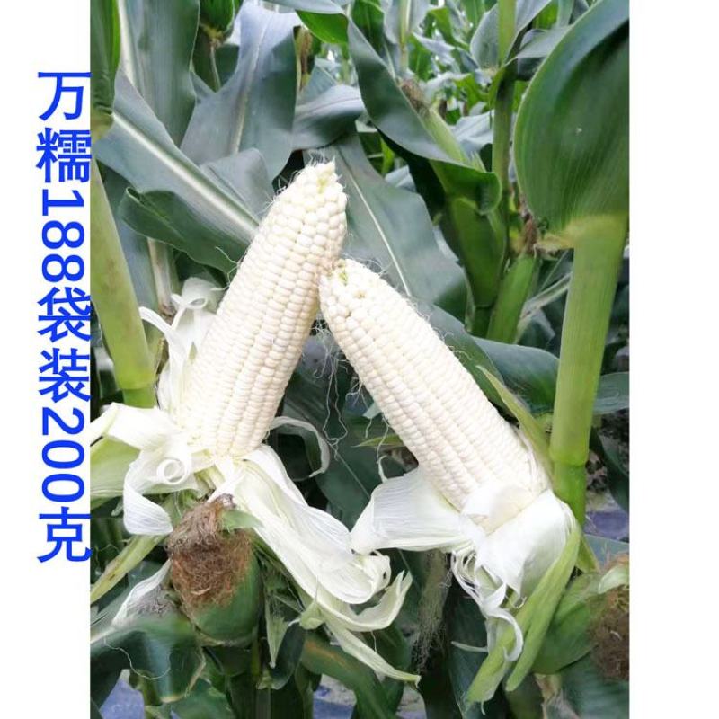 华穗万糯2000白甜糯玉米种子万糯188甜加糯白玉米种子