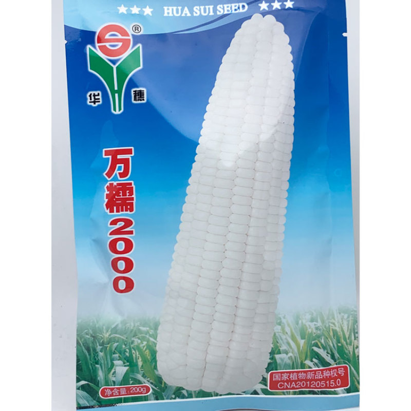 华穗万糯2000白甜糯玉米种子万糯188甜加糯白玉米种子