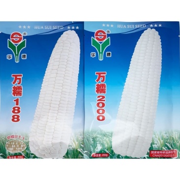 华穗万糯2000白甜糯玉米种子万糯188甜加糯白玉米种子