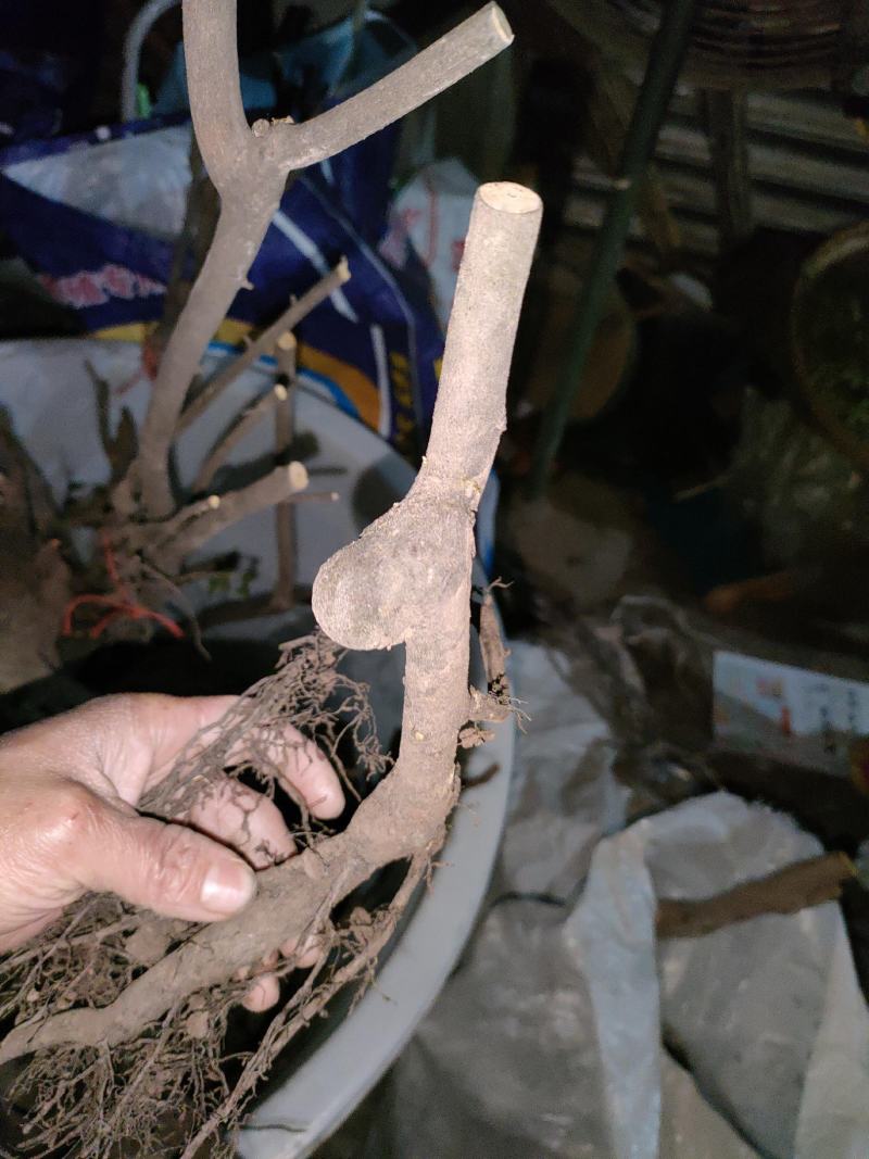 金弹子下山桩，熟桩，期待各客户订桩，嫁接桩，原生桩