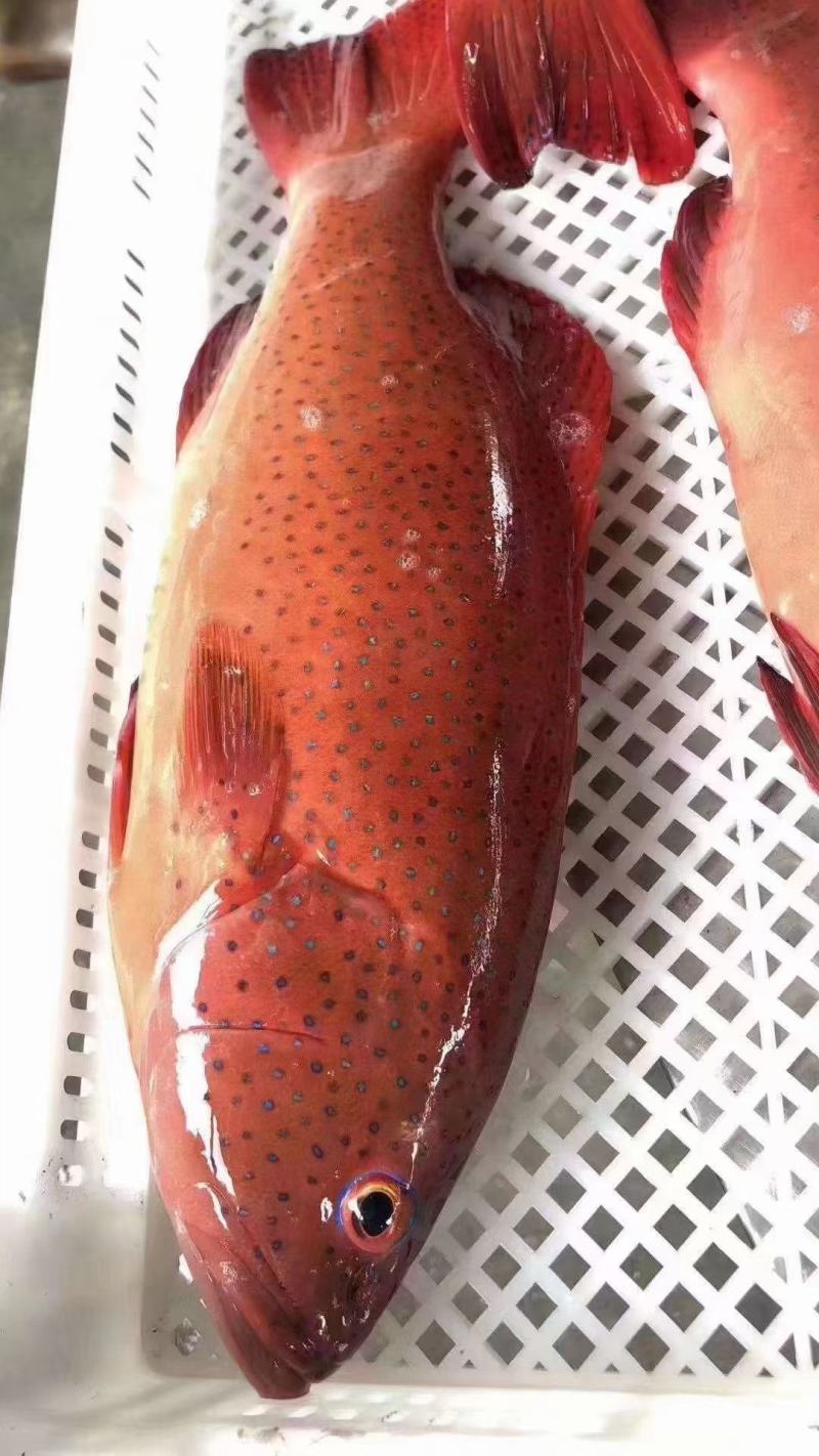 东星斑活冻东星斑赤少肉多，口感鲜甜，肉质细腻
