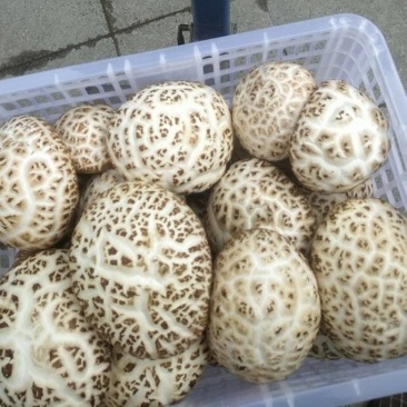 【精品】香菇白花菇，产地直发量大从优，合作社产，质量保证