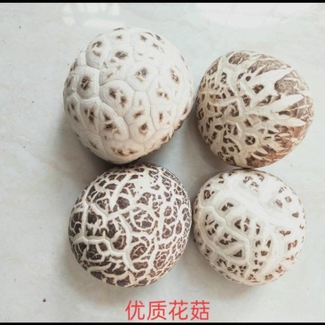 鲜花菇