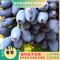 昌黎紫甜无核A17葡萄苗纯度质量成活率有保证