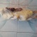 红头鸭，养殖时间在8个月，肉质紧实营养丰富，卤食可用。