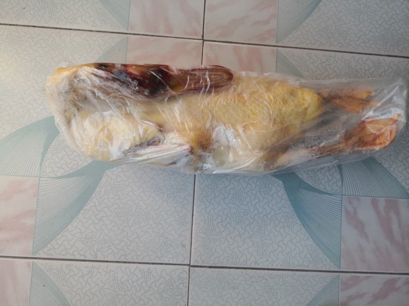 红头鸭，养殖时间在8个月，肉质紧实营养丰富，卤食可用。