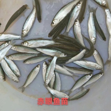 场地供应，赤眼鱼苗，土凌鱼苗，红眼凌养殖产量高，快大良种