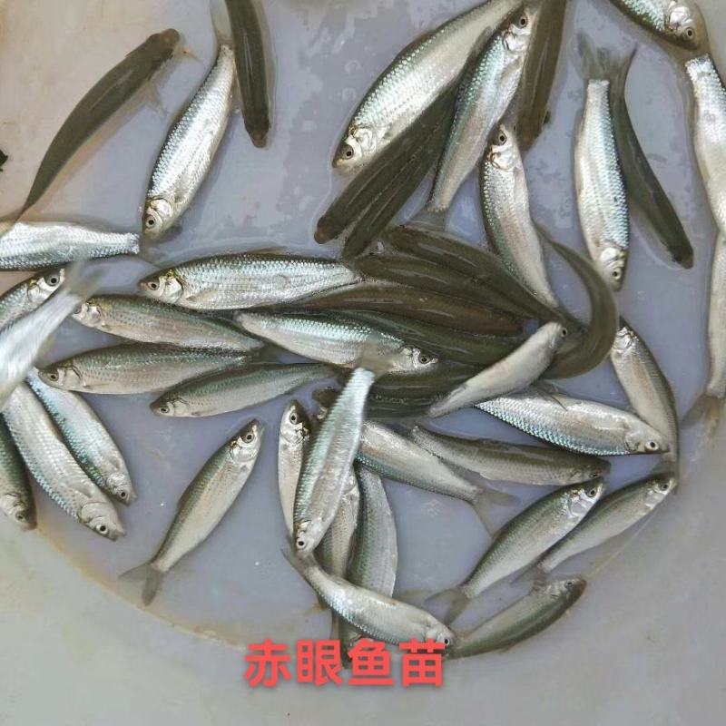 场地供应，赤眼鱼苗，土凌鱼苗，红眼凌养殖产量高，快大良种