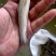 银雪鱼苗淡水银鳕鱼苗损失必赔养殖基地直发一手货源