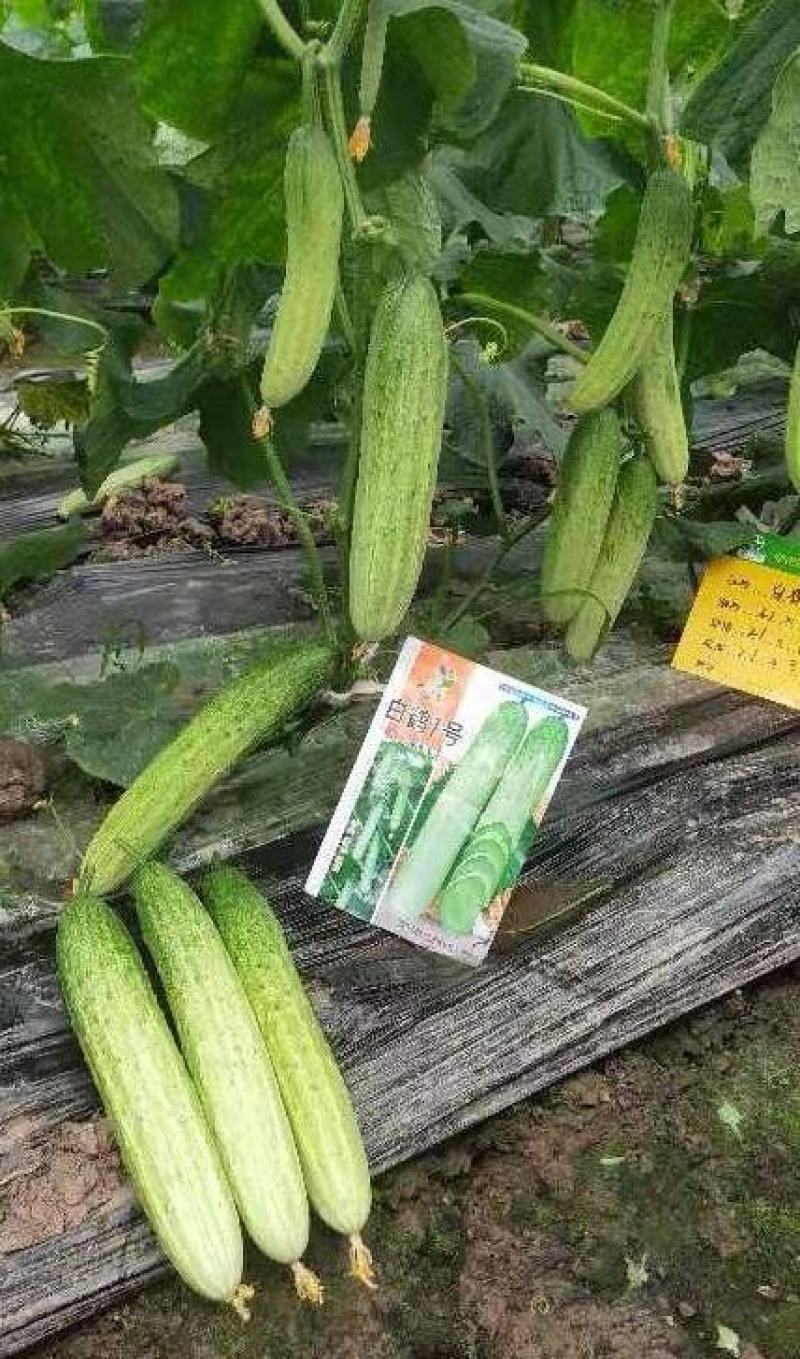 黄瓜种子白鹤1号新一代高品质无苦味早熟品种