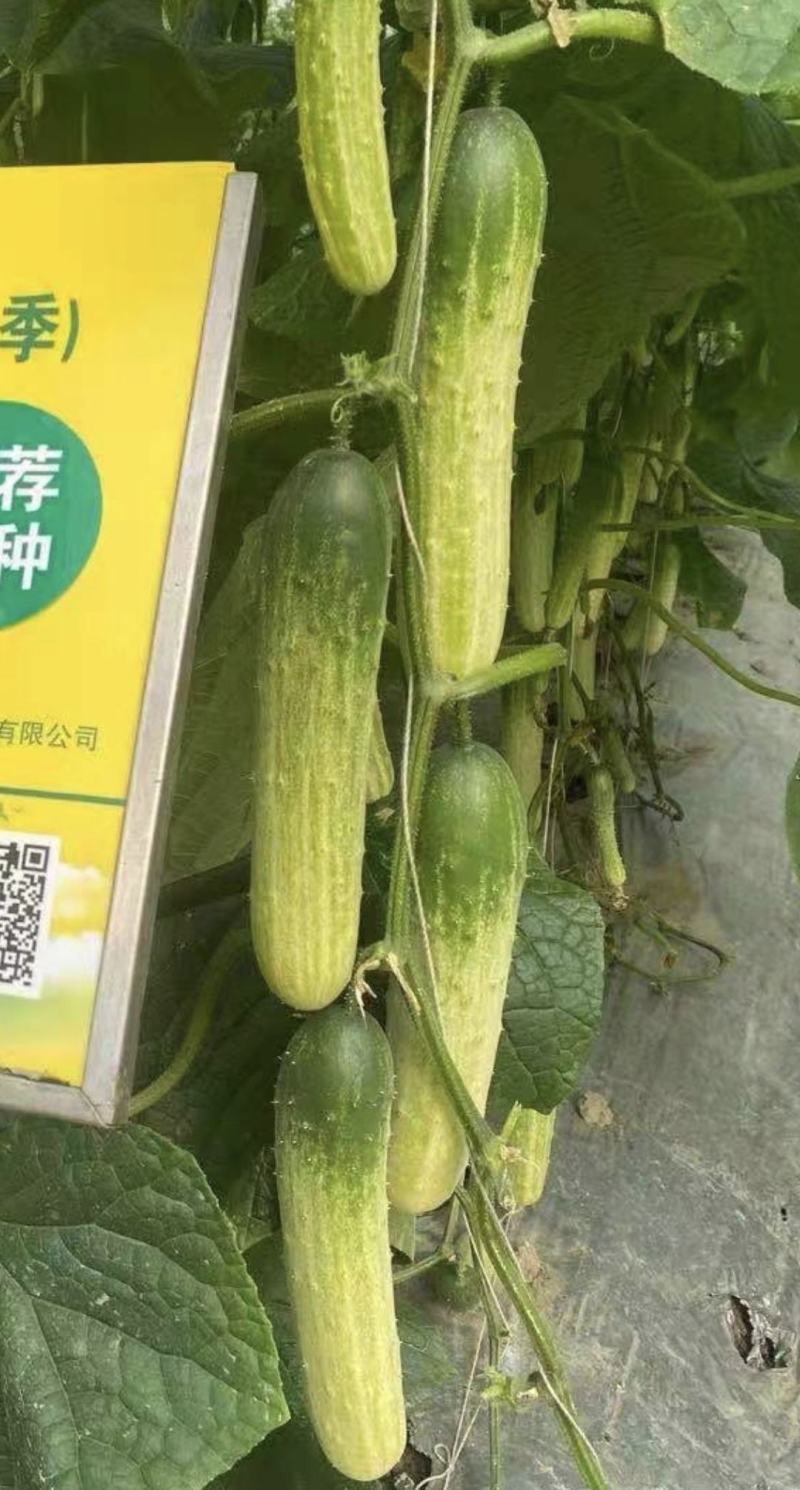 黄瓜种子白鹤1号新一代高品质无苦味早熟品种
