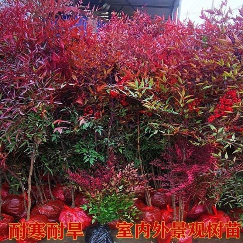 南天竹变色四季红天竹盆景老桩树苗庭院室内客厅阳台盆栽