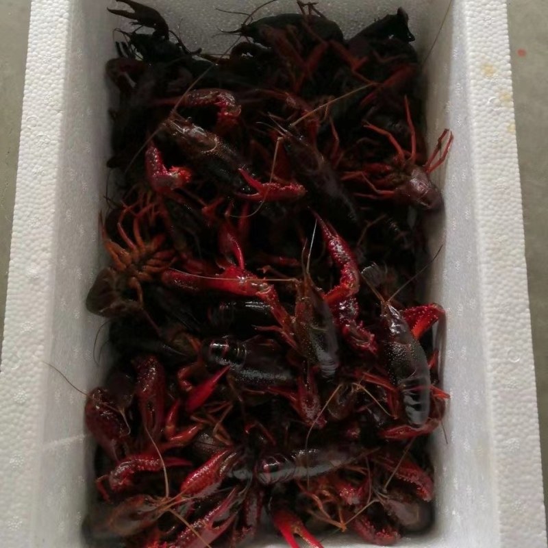 江西鲜活小龙虾，大中小规格，虾塘现捕肉质肥嫩