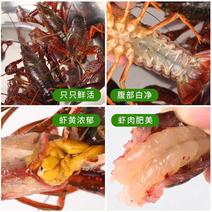 江西鲜活小龙虾，大中小规格，虾塘现捕肉质肥嫩