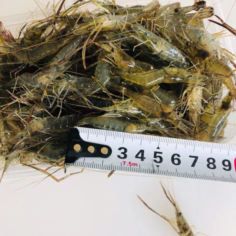 鲜活河虾，大量供应，各种规格，保证质量一手货源