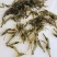 鲜活河虾，大量供应，各种规格，保证质量一手货源