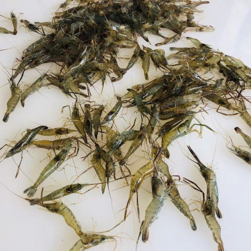 鲜活河虾，大量供应，各种规格，保证质量一手货源