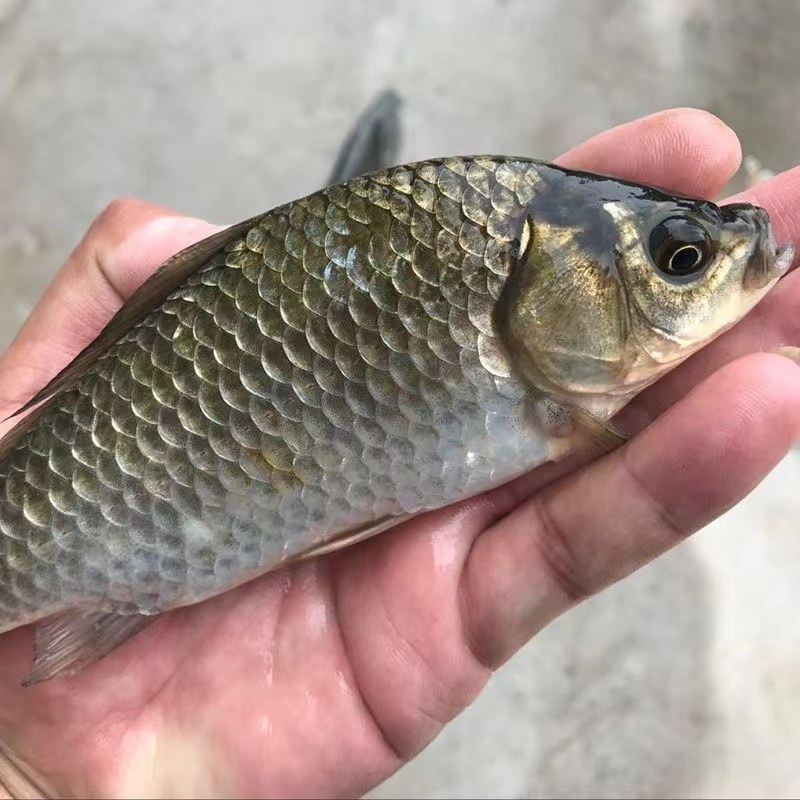 优质白鲫鱼土鲫鱼，保质保量大小都有，提供运输