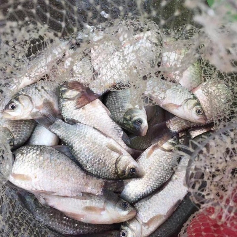 优质白鲫鱼土鲫鱼，保质保量大小都有，提供运输
