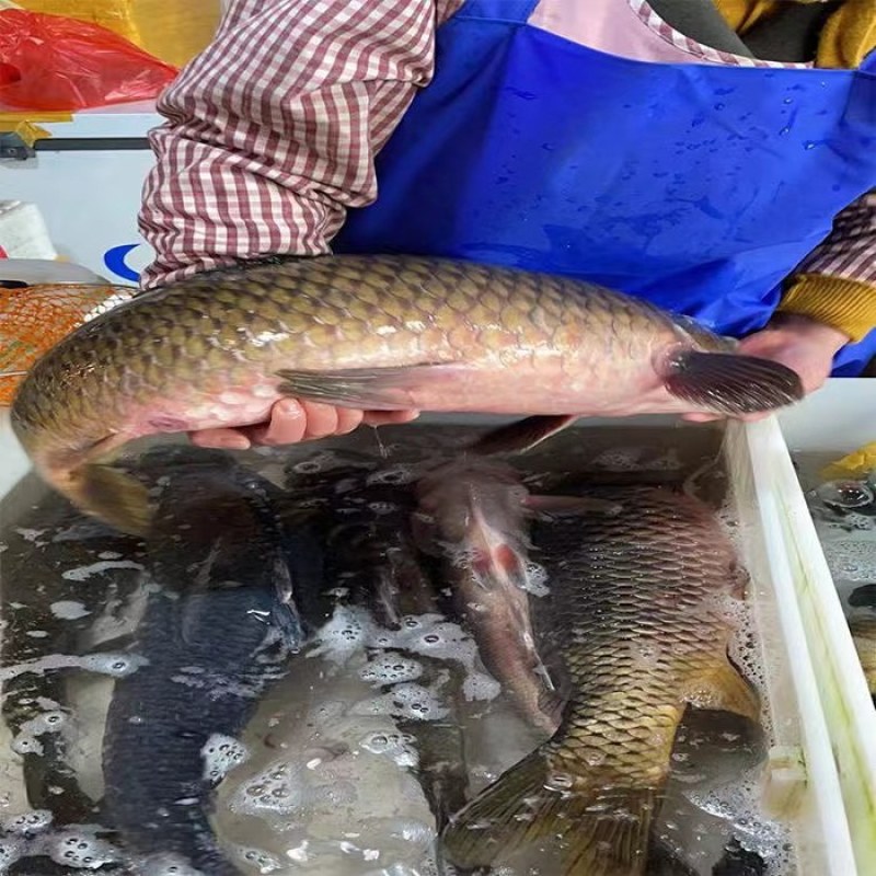 大鲤鱼，江西抚州水产养殖基地直供，肉质鲜嫩，现抓现卖