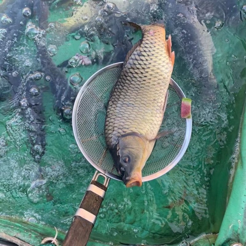大鲤鱼，江西抚州水产养殖基地直供，肉质鲜嫩，现抓现卖