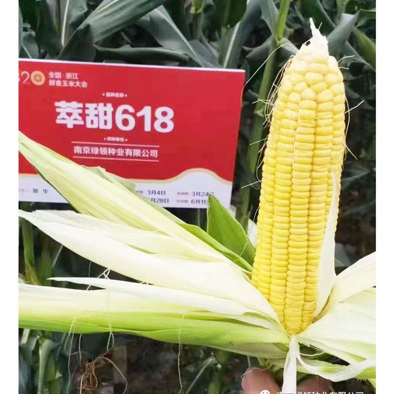 萃甜618超甜黄水果玉米种子大棒黄甜玉米种国审原装发货
