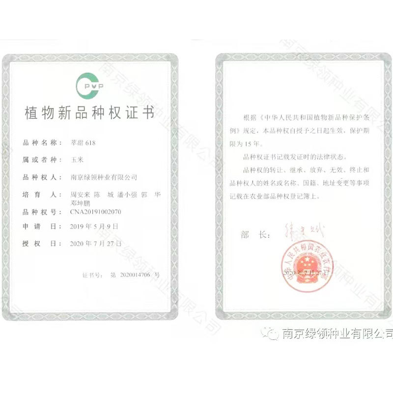 萃甜618超甜黄水果玉米种子大棒黄甜玉米种国审原装发货