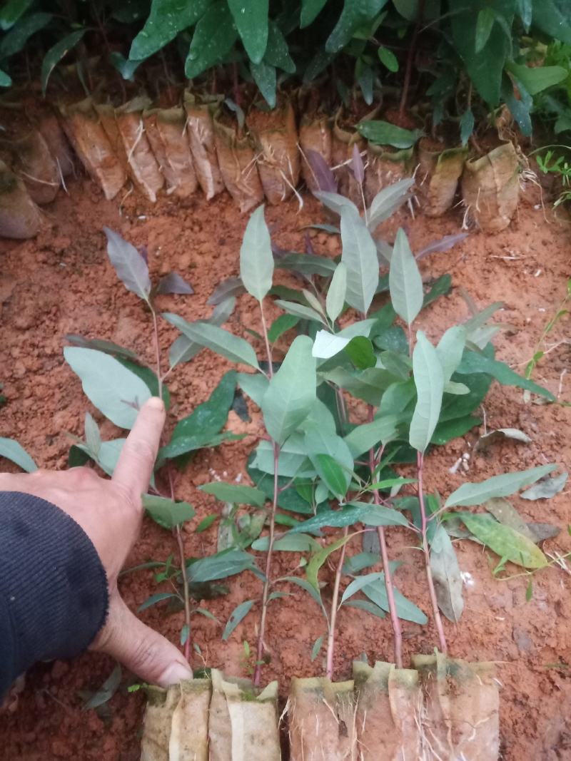 桉树苗