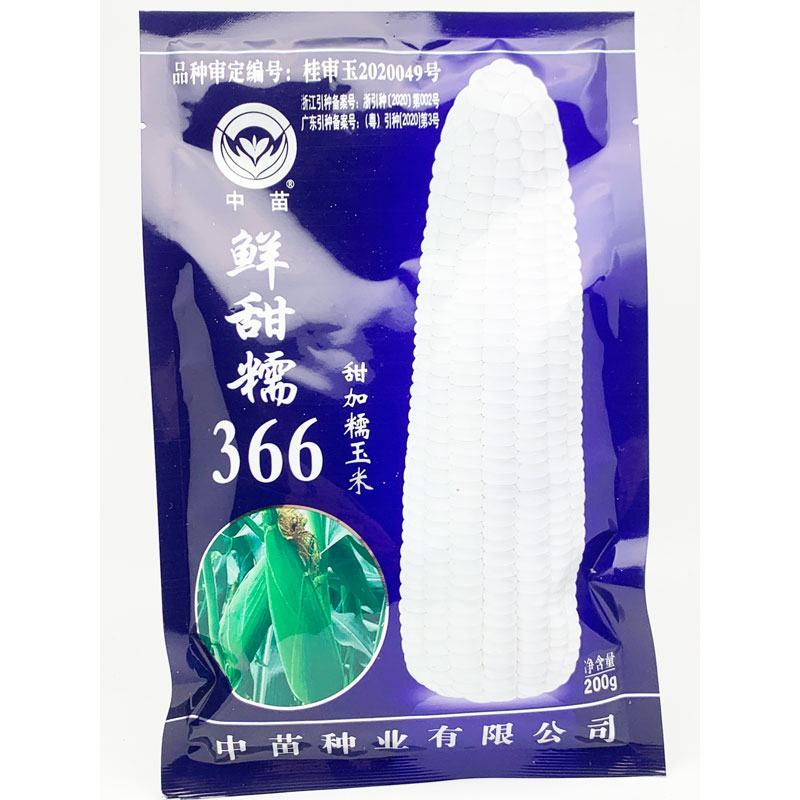 农科玉京科糯609白甜糯玉米种子绿皮大棒鲜甜糯366玉米