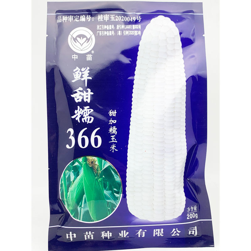 农科玉京科糯609白甜糯玉米种子绿皮大棒鲜甜糯366玉米