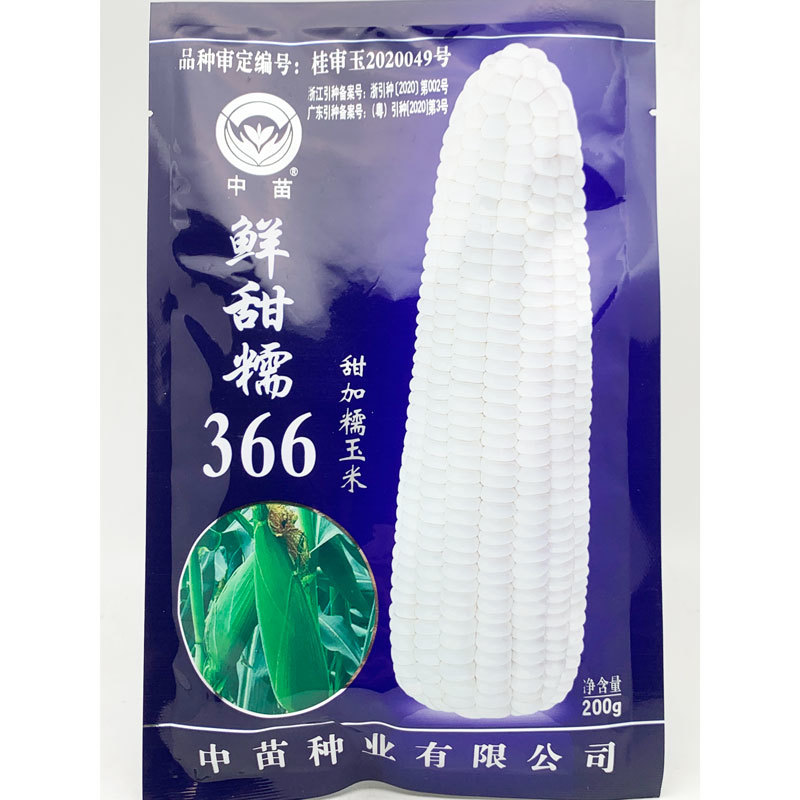 农科玉京科糯609白甜糯玉米种子绿皮大棒鲜甜糯366玉米