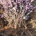 红花继木苗红叶石楠黄杨金叶女贞四季常青植物庭院别墅工程绿